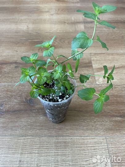 Мята (шоколад, апельсин), мелисса