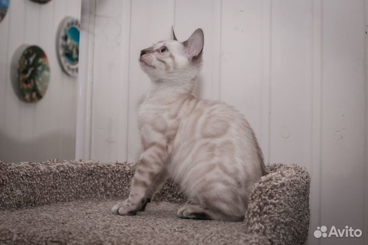 Бенгальские котята линкс