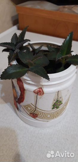 Молодые побеги Домашний доктор