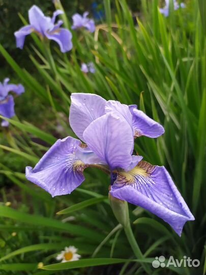 Ирис сибирский голубой