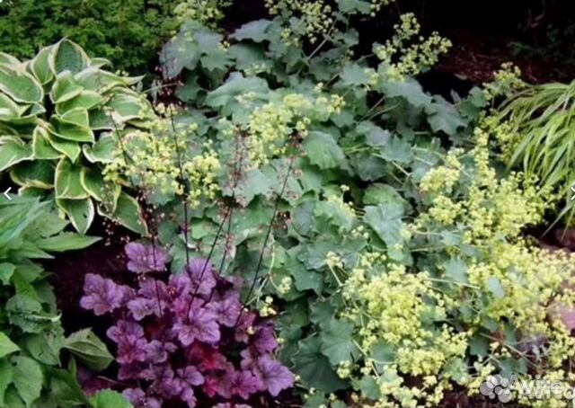 Многолетние растения