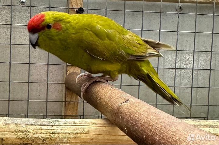 Попугайчики певчие и другие