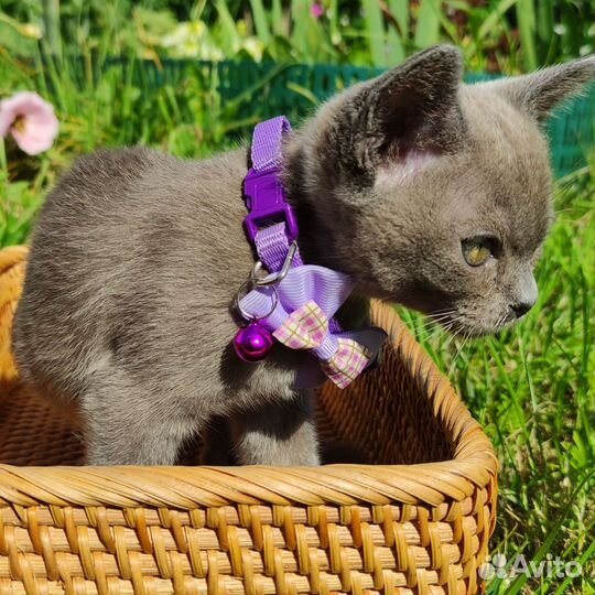 Бурманские котята голубого окраса
