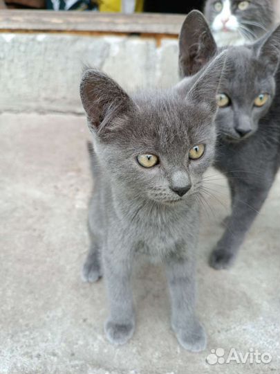 Кошки в добрые руки