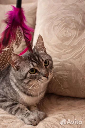 В добрые руки