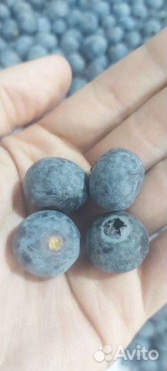 Голубика свежая600