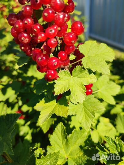 Красная смородина ягоды