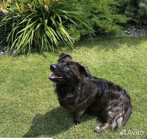 Машка, небольшая собачка, маленькая молодая собака