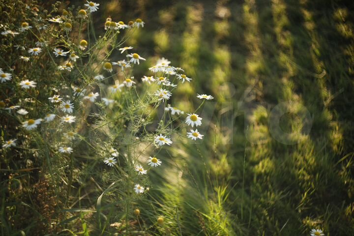 Участок 12 сот. (ИЖС)