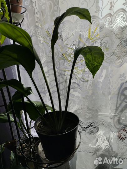 Эухарис амазонская лилия