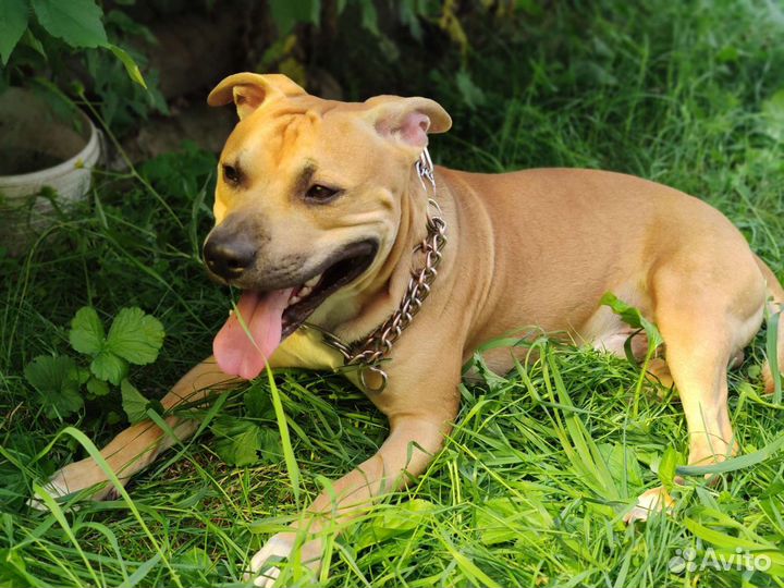 Питбуль (вязка)