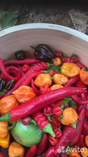 Перец острый (спаньола)