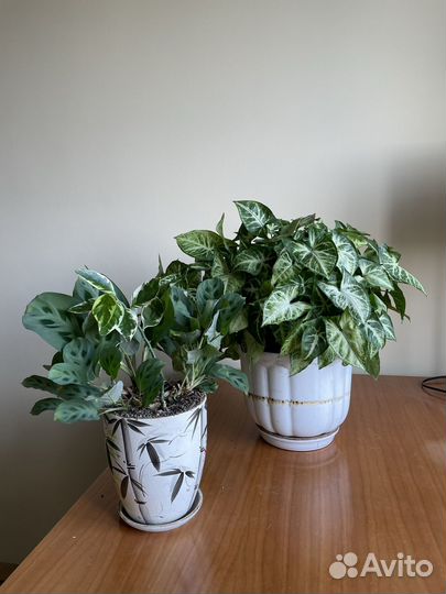 Комнатные растения цветы большие и маленькие