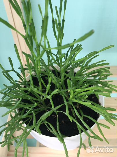 Хатиора суккулент