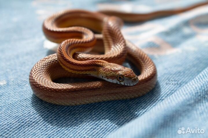 Маисовый полоз