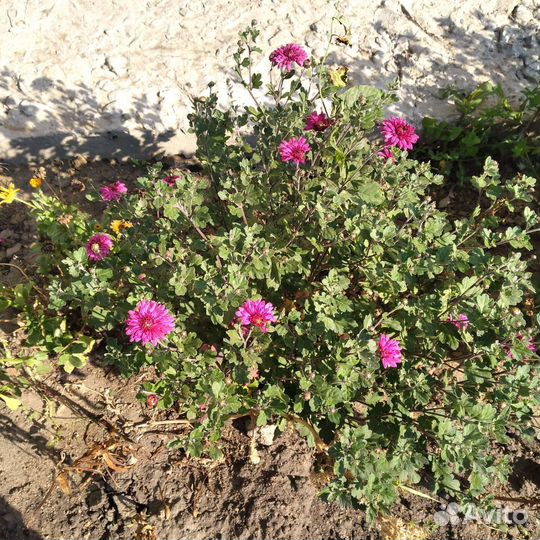 Хризантемы мультифлора