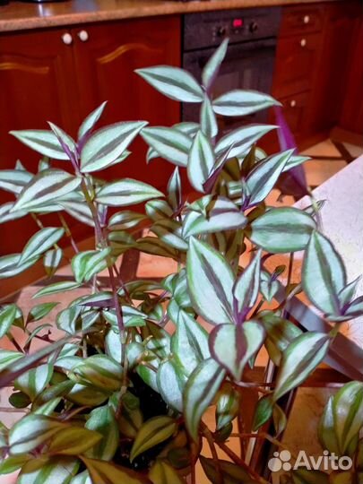 Традесканция зебрина