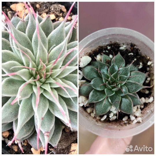 Суккуленты