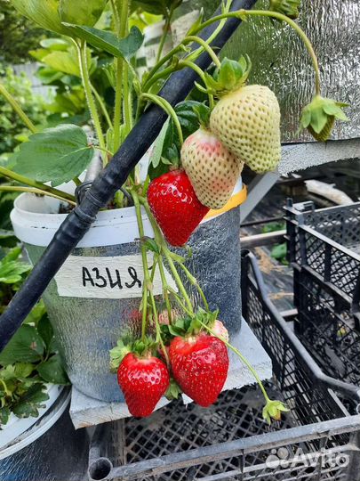 Рассада клубники