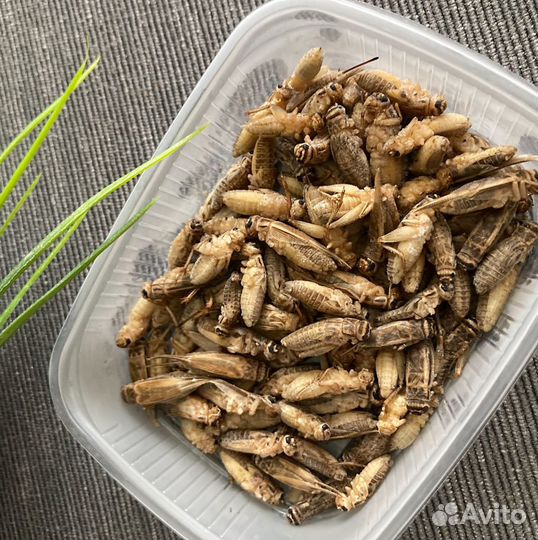 Сверчки домовые кормовые