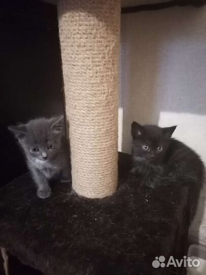 Котята в добрые руки мальчики