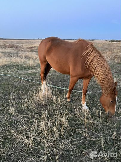Буденновская лошадь