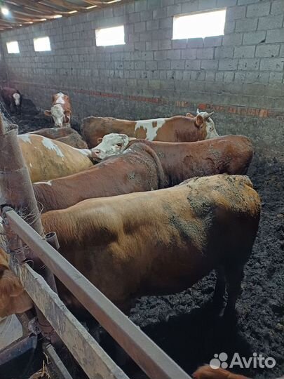 Быки на мясо