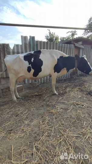 Коровы дойные молочные