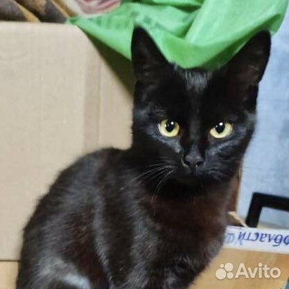 Кошечка Джесс ищет дом