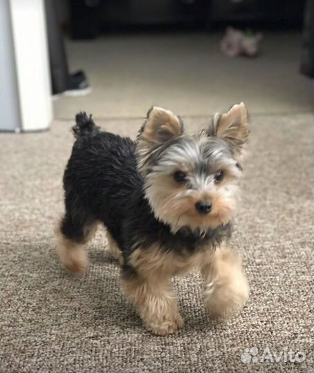 Передержка собак и кошек зоогостиница зооняня