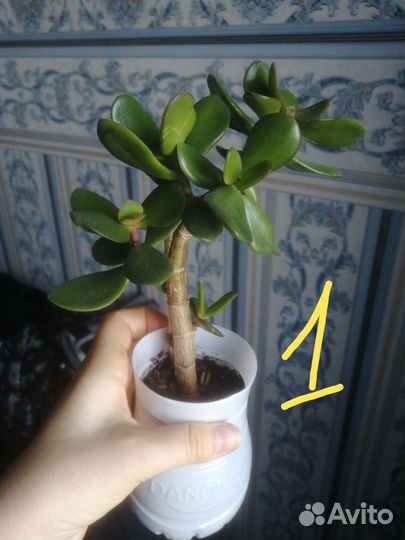 Продам денежные деревья