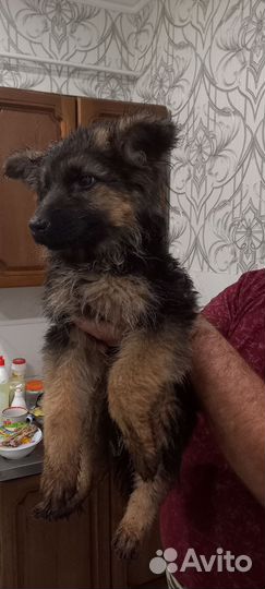 Щенки немецкой овчарки