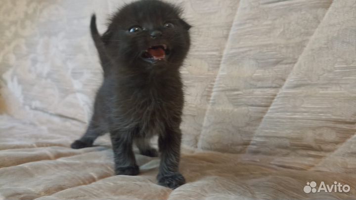 Вислоухие котята
