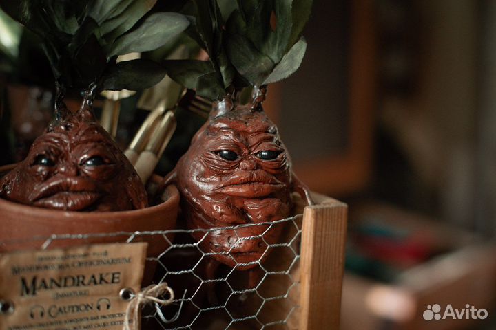Гарри Поттер (мандрагора) harry potter mandrake