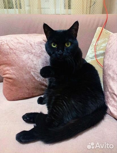 Малышка, ласковая кошечка Масюша ищет семью