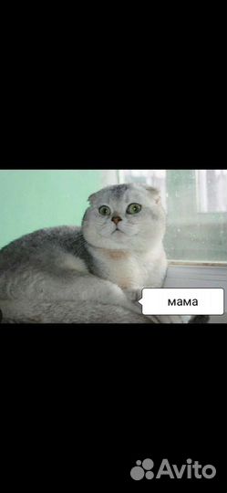 Шотландская Золотая и серебряная шиншилла