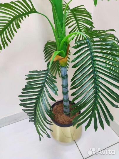 Декоративная пальма