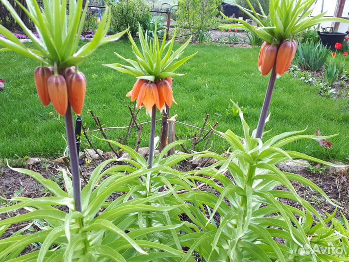 Рябчик Императорский