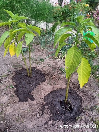 Бругмансия