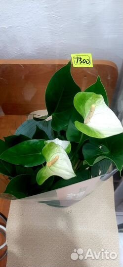 Антуриум белый