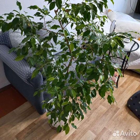 Фикус бенджамина большое дерево