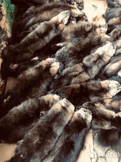 Шкуры соболь крупный