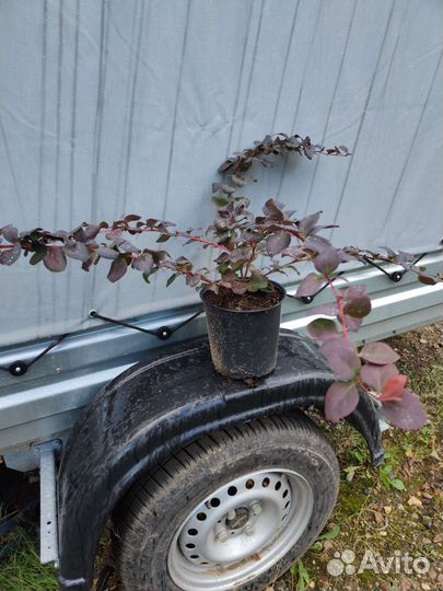 Барбарис Тунберга Антропурпурея,Грин карпет