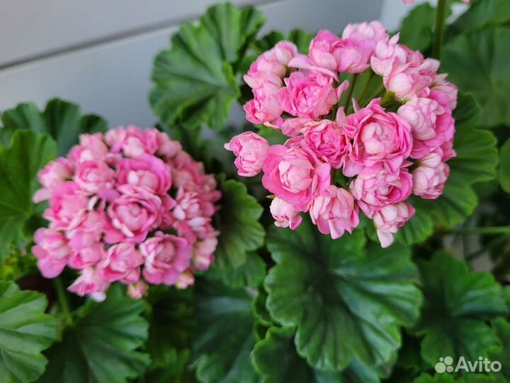 Пеларгония герань