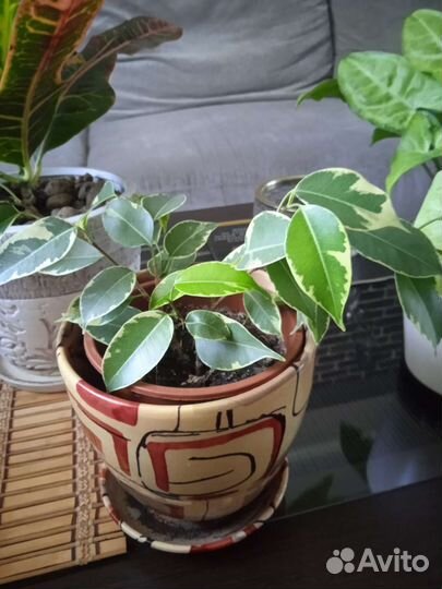 Комнатные растения