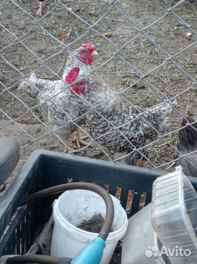 Продам молодых петухов