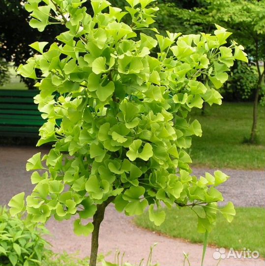 Молодое деревце гинго-билоба