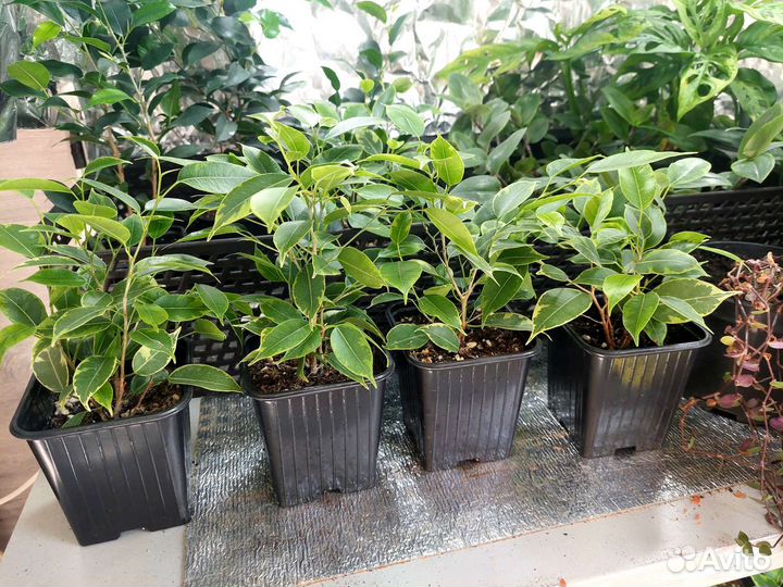 Фикус Бенджамина