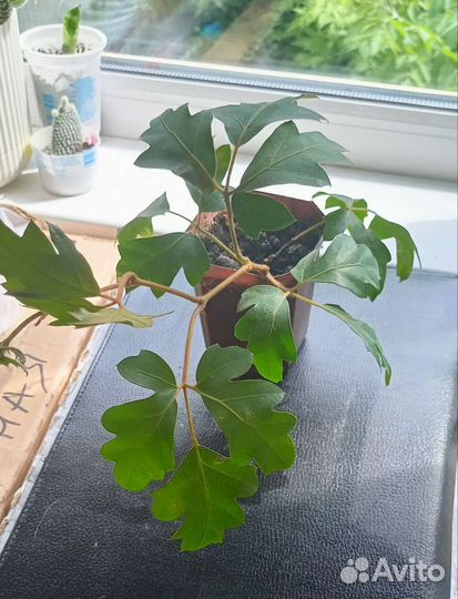 Комнатные растения