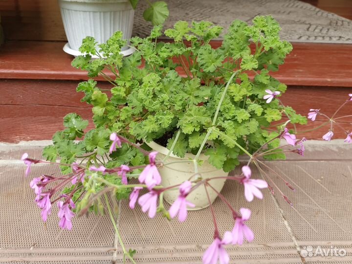 Душистые пеларгонии